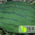 通许龙卷风西瓜 大岗李赫松伟诚信合作