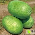 山东东明新绿宝西瓜价格行情平稳