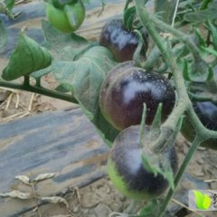 内蒙古科尔沁后旗硬粉、黑番茄等西红柿价格行