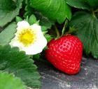 本草莓基地大量出售新鲜草莓