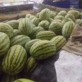 河南省太康县芝麻洼乡，龙卷风，长花瓜，大量
