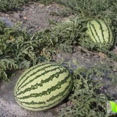 2015靖远高湾硒砂瓜再不来就没机会了！