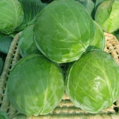 千 亩 优 质 甘 蓝 大 量 上 市