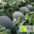 2017太康芝麻洼乡黑美人龙卷风已经大量上市。