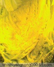 专业代收河南商丘大白菜 清杂3号