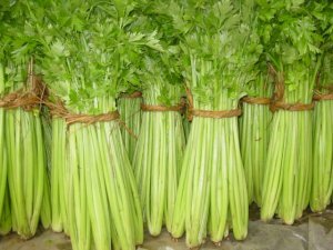 供应芹菜--江苏新沂