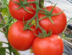 大红西红柿种植基地