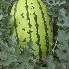 甘肃会宁金城5号西瓜产销两旺