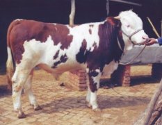 山西农垦局乳源奶牛总场：西门塔尔牛