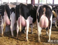 澳洲高产奶牛