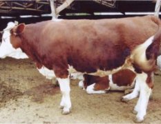 出售西门塔尔牛公牛母牛都有价格不贵