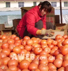 最新：泰安房村镇西红柿1.8元/斤