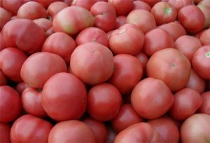 新乡五一后供应西红柿