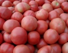 新乡五一后供应西红柿