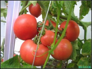 大量供应粉红色西红柿，质量有保障