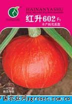红南瓜：果实厚扁球形，重约1.2－2公斤