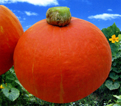 山东昌乐红栗南瓜