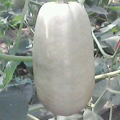 山东昌乐出售“植物海蜇”--金丝瓜