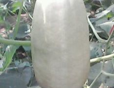 山东昌乐出售“植物海蜇”--金丝瓜