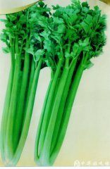 出售西芹