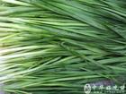 个体出售韭菜