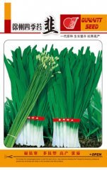 常年供应韭菜 优良品种
