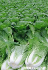 白菜以大量上市