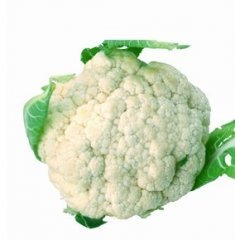 河南南阳菜花供应 价格随行就市