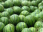 山东优质西瓜现已大量开始供应于预定