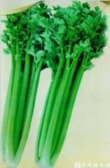 大量优质西芹供应0.5左右