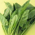 大量供应优质蔬菜