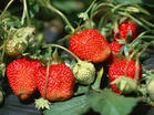 山东草莓种植基地新鲜草莓上市