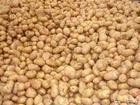 出售讷河土豆（马铃薯）,多个品种