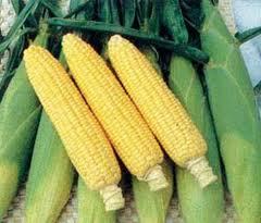 长期出售水果玉米，土豆，四季蔬菜