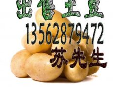 最新：急于出售大土豆1元/市斤