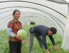 潍坊青州市谭坊镇西瓜经销