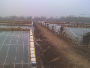 供应山东费县早春粉红西红柿