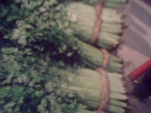大量美国西芹 最高0.4-0.5