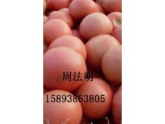 河南新乡优质粉红西红柿