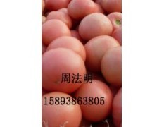 河南新乡优质粉红西红柿