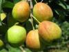 陕西大荔、早酥梨、红香酥、已大量上市
