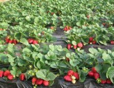 江苏徐州：供应新鲜大棚草莓