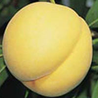 长期供应上好的黄金桃及各种水果、绿化苗木