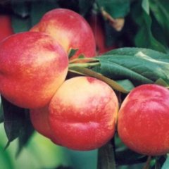 供应陕西油桃/中油5油桃/陕西毛桃