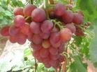 大量供应陕西红提葡萄，红提价格下滑了
