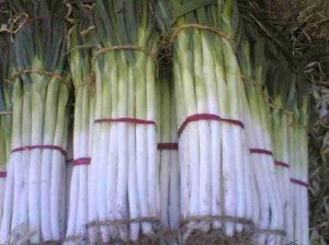 优质大葱抢先上市 葱白40-60厘米