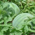 供应内蒙古沙荒地无籽西瓜