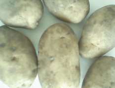 供应马铃薯种子 早大白、尤金885、荷兰7