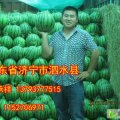 “西瓜之乡”济宁泗水西瓜上市了