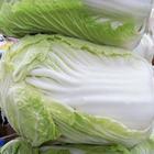 中州名镇蔬菜基地万亩无公害大白菜